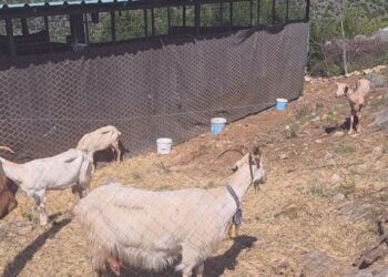 Bagëtitë e imëta rezultojnë të infektuara/ Karantinohet një fermë në Postribë të Shkodrës