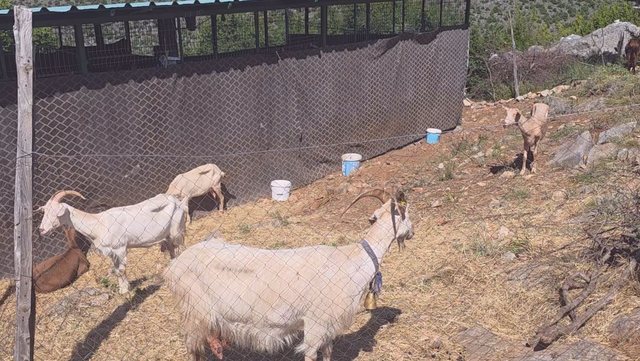 Bagëtitë e imëta rezultojnë të infektuara/ Karantinohet një fermë në Postribë të Shkodrës