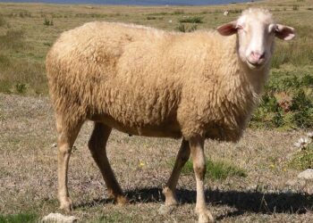 Kosova ndalon importin e deleve dhe dhive nga Qarku i Shkodrës dhe Kukësit