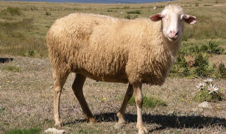 Kosova ndalon importin e deleve dhe dhive nga Qarku i Shkodrës dhe Kukësit