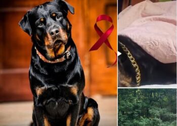 Vajzat thanë se kanë gjetur një varr në Dajt, reagon qytetari: Aty varrosa Pablon, qenin tim!