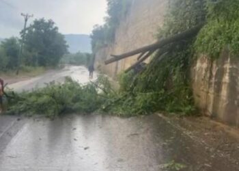 Mot ekstrem në Shqipëri, vapë në jug, në verilindje thyhen pemët