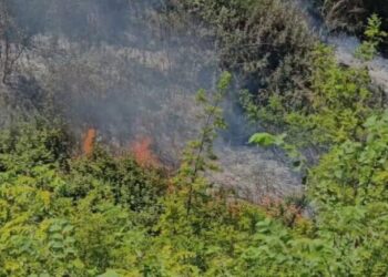 Fier/ Përfshihet nga flakët kodra me ullishte