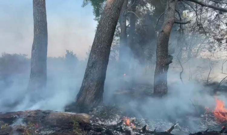 Zjarr i madh në pyllin Darëzezës, rrezikohen disa lokale