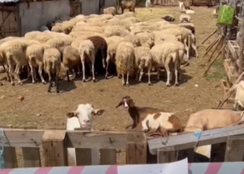 Murtaja zbret në Devoll! Dhjetëra bagëti të prekura nga sëmundja, zona në karantinë