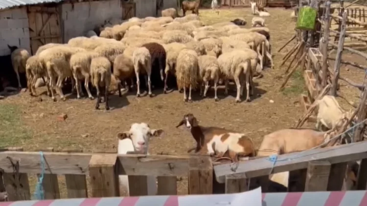 Murtaja zbret në Devoll! Dhjetëra bagëti të prekura nga sëmundja, zona në karantinë