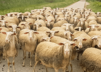 Murtaja e bagëtive/ Zgjerohet harta, shkon në 10 numri i vatrave, 12 ferma me të imta të infektuara