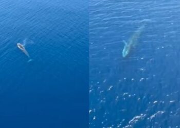 Balena viziton ujërat shqiptare! Arkitekti i njohur ndan pamjet