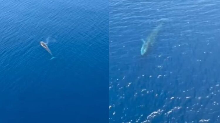 Balena viziton ujërat shqiptare! Arkitekti i njohur ndan pamjet