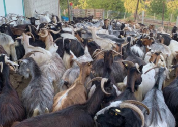 Rasti i murtajës te bagëtitë në Shqipëri, drejtori i shërbimit veterinar: Nuk kërcënon shëndetin e njerëzve