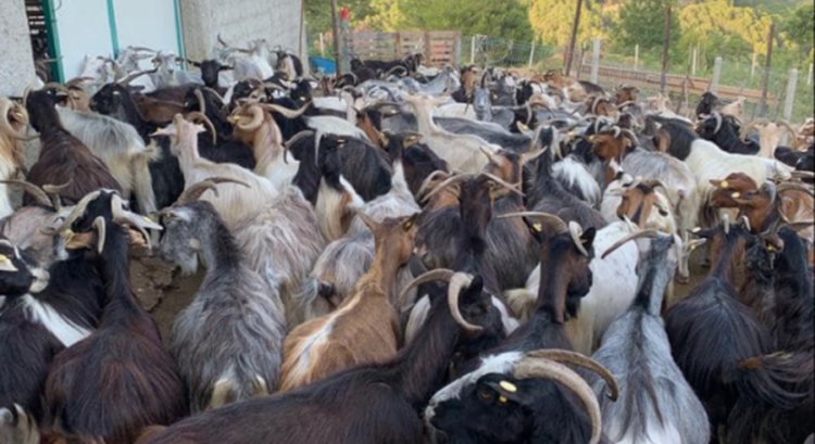 Rasti i murtajës te bagëtitë në Shqipëri, drejtori i shërbimit veterinar: Nuk kërcënon shëndetin e njerëzve