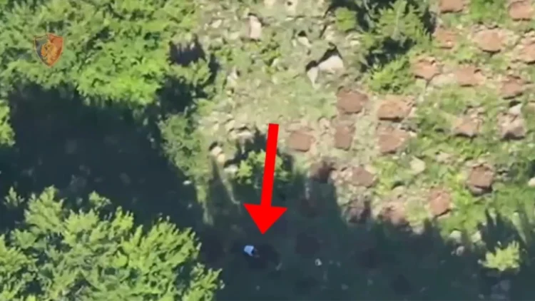 U kapën duke kultivuar 1800 fidanë kanabis, arrestohet 19-vjeçari dhe shapllet në kërkim një tjetër (Emrat)