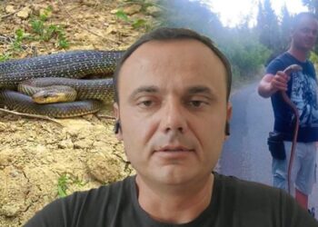 Sa të rrezikshëm janë gjarpërinjtë që po dalin rrugëve? Inxhinieri i mjedisit: Kujdes nga ky lloj!