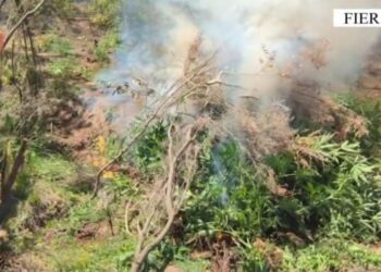 Kultivoi parcelë me kanabis, vihet në pranga 24-vjeçari në Fier