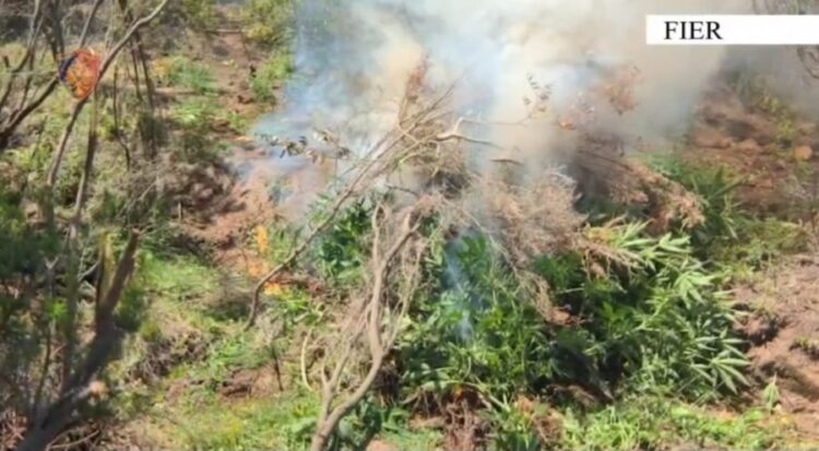Kultivoi parcelë me kanabis, vihet në pranga 24-vjeçari në Fier