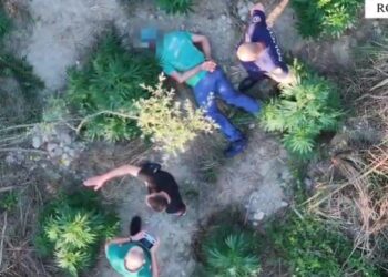 Mbolli kanabis buzë përroit të fshatit, arrestohet 59-vjeçari në Roskovec (Emri)