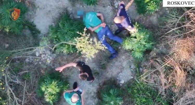 Mbolli kanabis buzë përroit të fshatit, arrestohet 59-vjeçari në Roskovec (Emri)