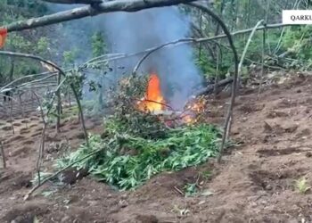 Asgjësohen 3000 rrënjë kanabis në Shkodër! Nuk kapen autorët, por roja i pyllit dhe kryepleqtë