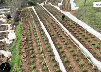 Zbulohen 5999 bimë kanabisi në Shkodër, nën hetim dy roje mjedisi dhe 5 kryetarë fshatrash