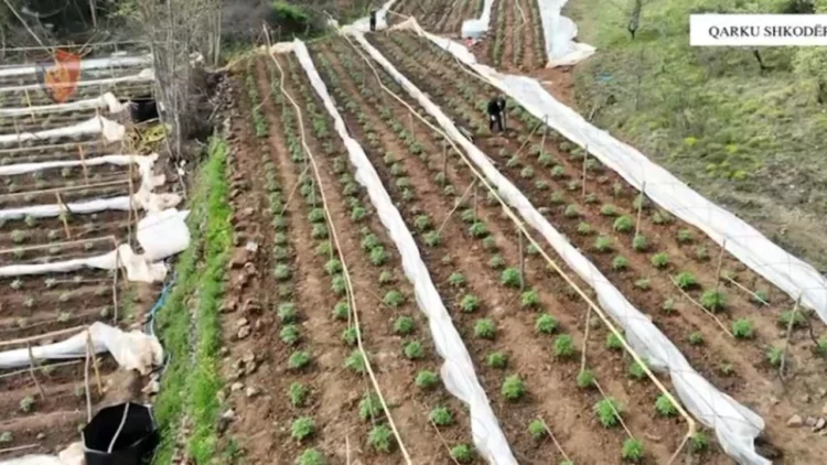 Zbulohen 5999 bimë kanabisi në Shkodër, nën hetim dy roje mjedisi dhe 5 kryetarë fshatrash