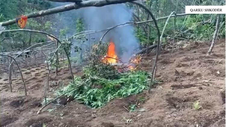 Asgjësohen 3000 rrënjë kanabis në Shkodër! Nuk kapen autorët, por roja i pyllit dhe kryepleqtë