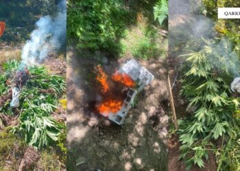 Asgjësohen mbi 3600 fidanë dhe bimë kanabis në Shkodër, procedohet inxhinieri i pyjeve
