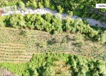 Policia zbulon parcelat me kanabis, nuk arreston kultivuesit por procedon rojet e pyjeve