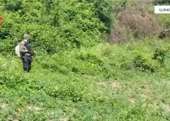 Asgjësohen 19 739 fidanë kanabis në Shkodër! Nën hetim kryetari i fshatit Kir dhe roja i mjedisit