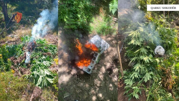 Asgjësohen mbi 3600 fidanë dhe bimë kanabis në Shkodër, procedohet inxhinieri i pyjeve