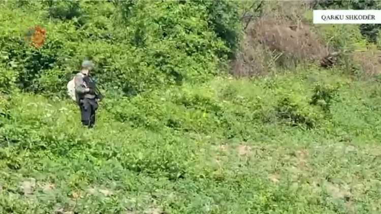 Asgjësohen 19 739 fidanë kanabis në Shkodër! Nën hetim kryetari i fshatit Kir dhe roja i mjedisit