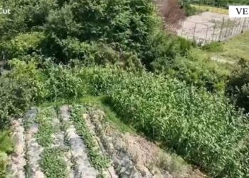 Velipoja ‘gjelbërohet’ nga kanabisi, policia i prish planet 34-vjeçarit (Emri)