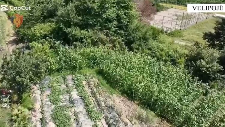Velipoja ‘gjelbërohet’ nga kanabisi, policia i prish planet 34-vjeçarit (Emri)