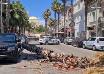 Rrëzohet palma në bulevardin e Durrësit, rrezikohen kalimtarët