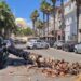 Rrëzohet palma në bulevardin e Durrësit, rrezikohen kalimtarët