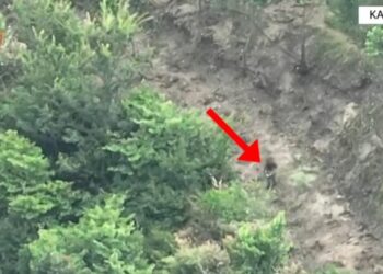 Mbollën 8 miniparcela me kanabis në Lekaj të Kavajës, policia i zbuloi me dron