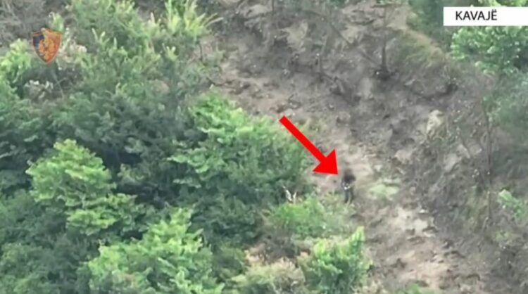 Mbollën 8 miniparcela me kanabis në Lekaj të Kavajës, policia i zbuloi me dron