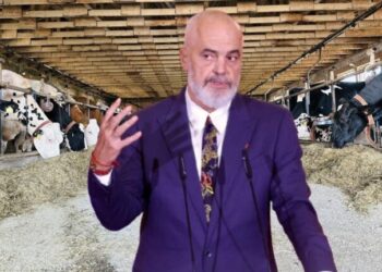 Mungesa e politikave bujqësore/ Si po “zhduken” lopët e qumështit, në 10 vite tkurren me 37%