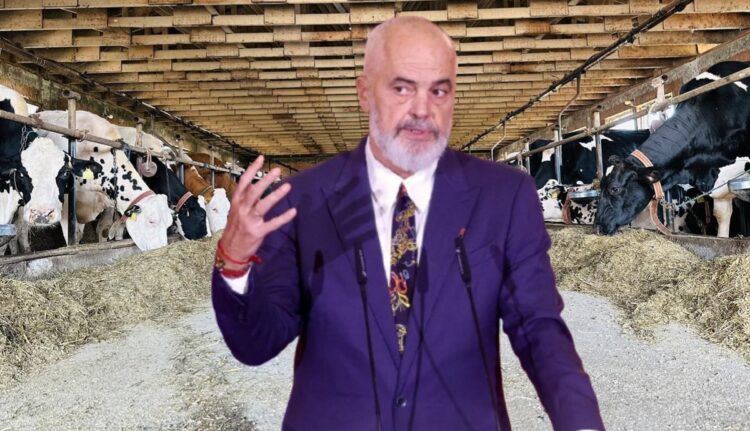 Mungesa e politikave bujqësore/ Si po “zhduken” lopët e qumështit, në 10 vite tkurren me 37%