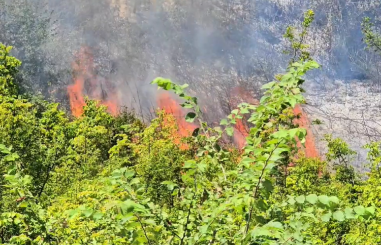 Zjarri në pyllin e Darëzezës/ Digjen 10 hektarë me bimësi