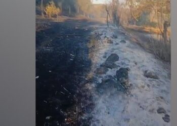 Zjarr i madh në Kavajë, digjen shtëpi dhe mbi 1000 rrënjë ulliri