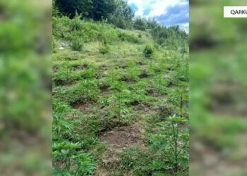 Parcelat me kanabis në Shkodër, trafikantët nuk gjenden, procedohen kryepleqtë e fshatrave