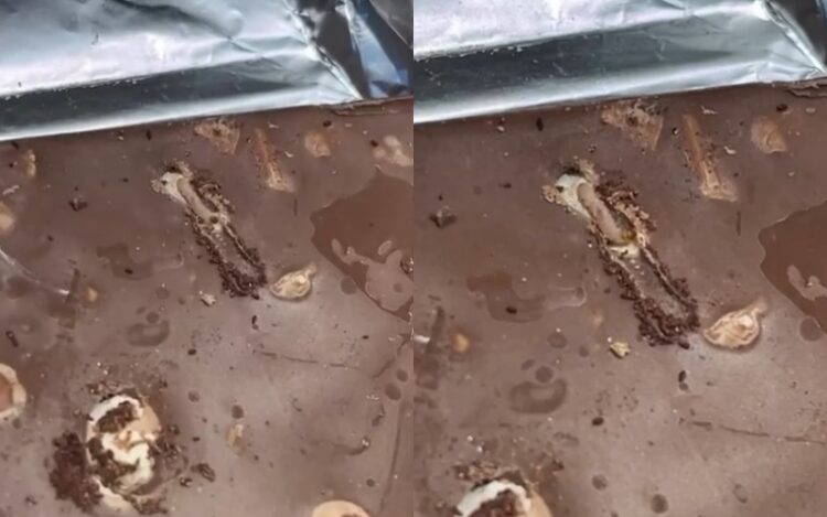 Denoncimi/ Qytetarja blen çokollatë në supermarketin Xhangolli, i del e prishur dhe me krimba