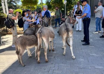 E pazakontë në Kosovë! Avokati sjell në Kuvend 4 gomerë: Simbolizojnë kryeneçësinë e politikanëve