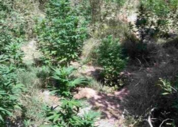 ‘Koordinata’ zbulon parcelën me kanabis në mes të pyllit, autorët nuk gjenden
