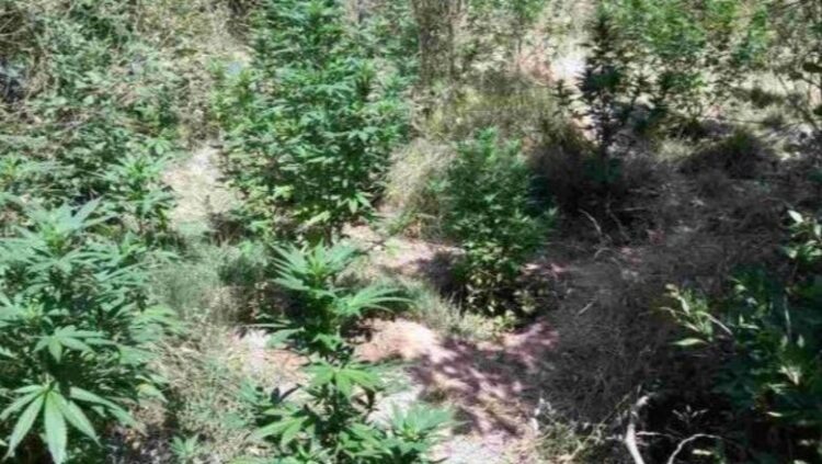 ‘Koordinata’ zbulon parcelën me kanabis në mes të pyllit, autorët nuk gjenden