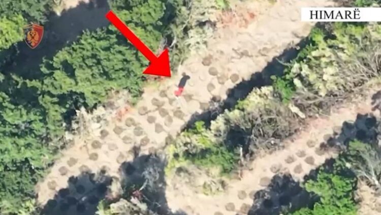 Zbulohen me dron 2 fermerë ilegalë të kanabisit mes Lukovës dhe Shën Vasilit (Emrat)