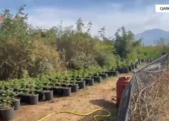 Zbulohen tre plantacione me mbi 7600 bimë kanabisi në Shkodër, arrestohen dy persona (EMRAT)