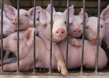 Ministria ndalon importin e derrave dhe shpendëve, shkak murtaja dhe gripi