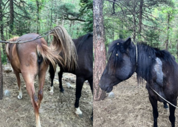 Masakër në Malin e Llogarasë, qëllohen me armë gjahu 22 kuaj të lirë, dyshohet se shkak është konkurrenca mes guidave të turistëve