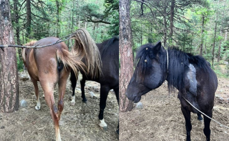 Masakër në Malin e Llogarasë, qëllohen me armë gjahu 22 kuaj të lirë, dyshohet se shkak është konkurrenca mes guidave të turistëve